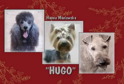 HUGO Salon strzyżenia psów. Groomer.